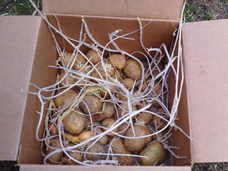 Growing Potatoes in Bags or Containers (potatoes forum at permies)